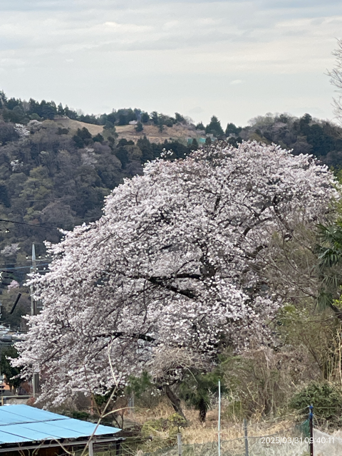 木藤